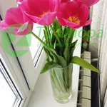 Тюльпаны оптом от 25 р со склада в Новосибирске!