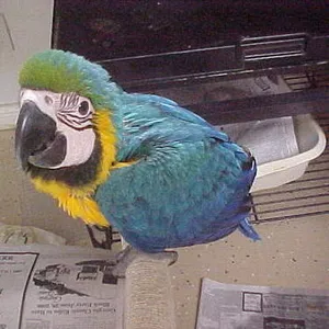 Iдома,  поднятые и зарегистрирован синих и золотых попугаи ара для прод