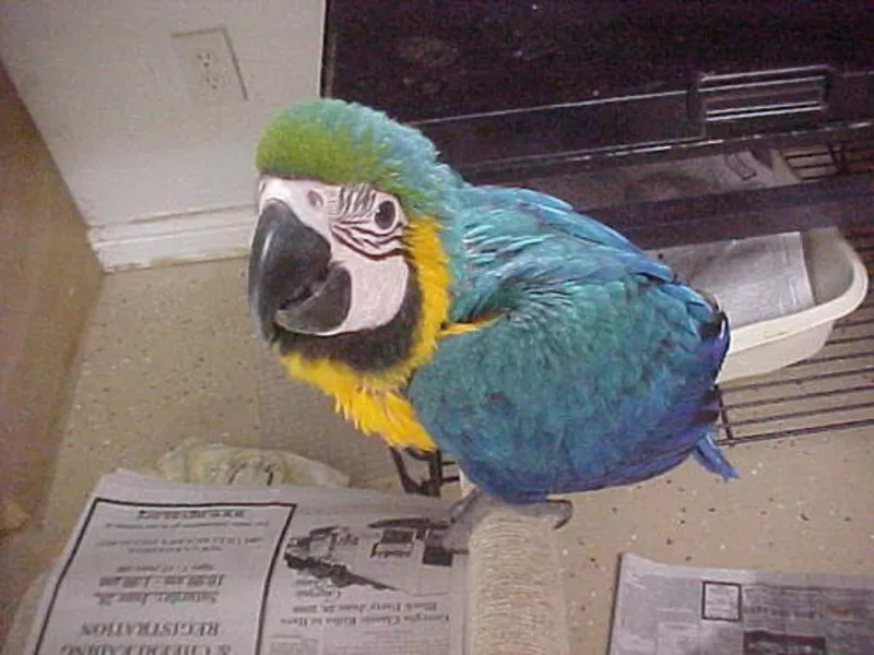 Iдома,  поднятые и зарегистрирован синих и золотых попугаи ара для прод