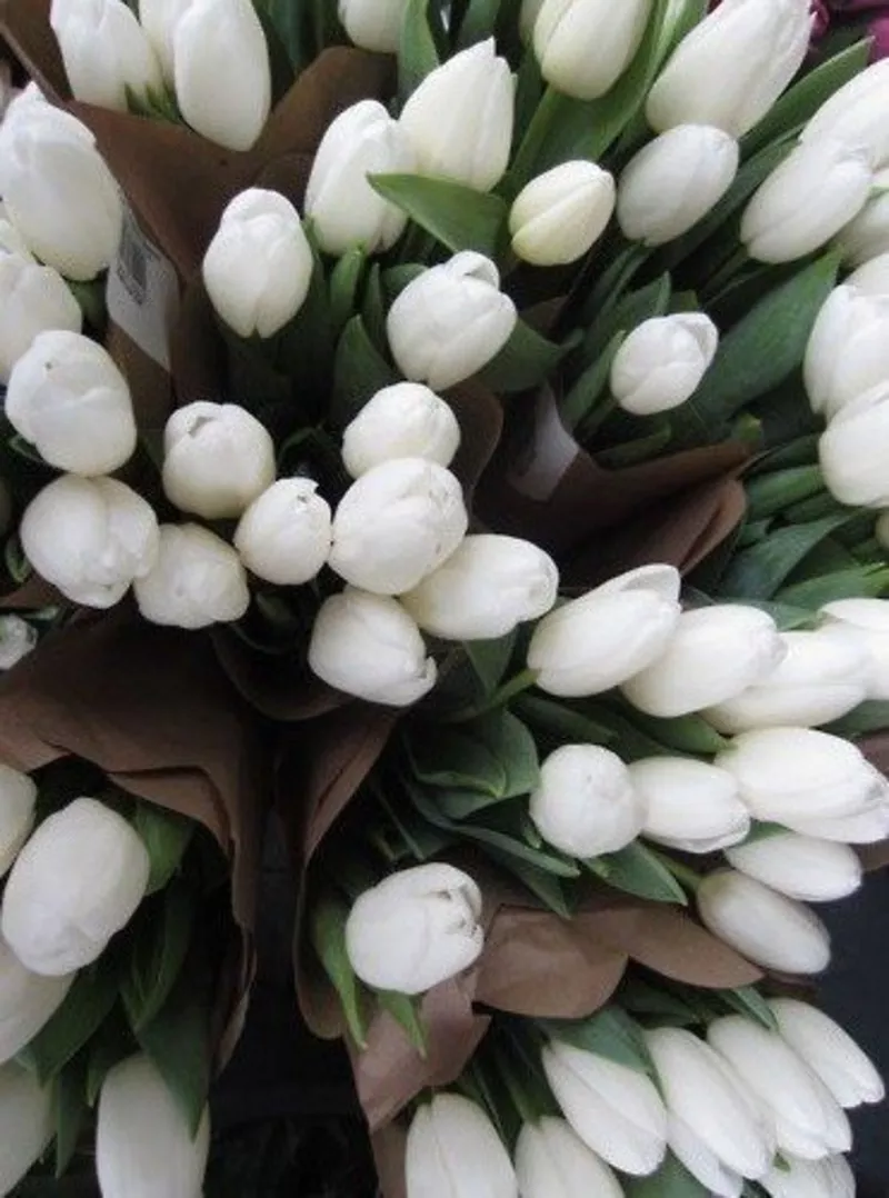 Голландские тюльпаны оптом в Новосибирске к 8 марта 2