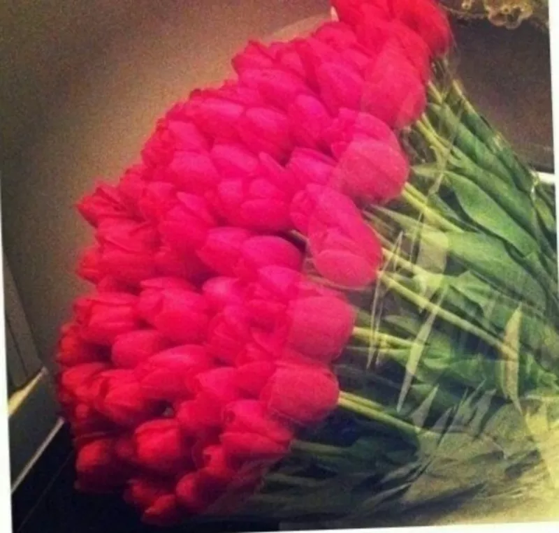 Голландские тюльпаны оптом в Новосибирске к 8 марта 3