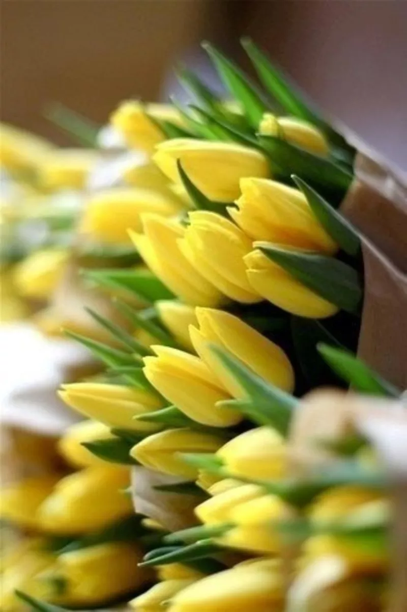 Голландские тюльпаны оптом в Новосибирске к 8 марта 4