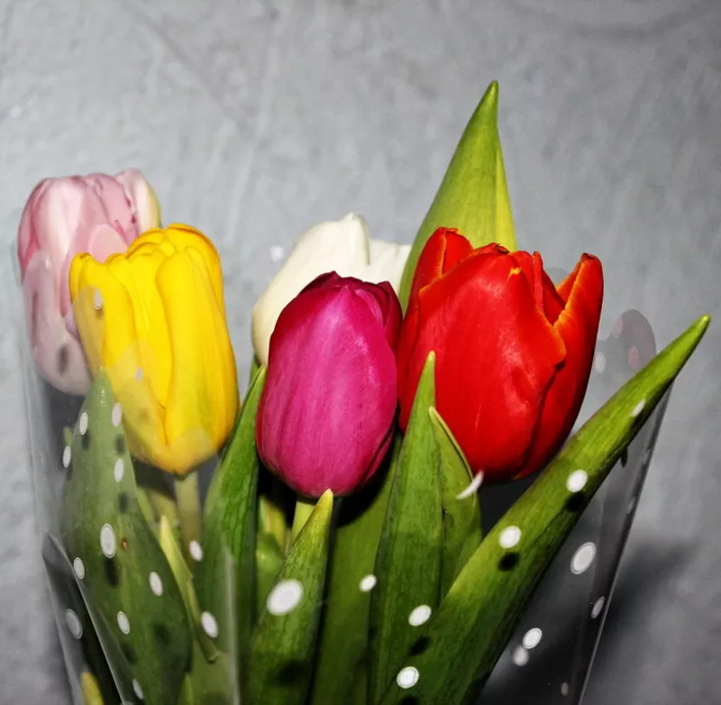 Голландские тюльпаны оптом в Новосибирске к 8 марта от производителя