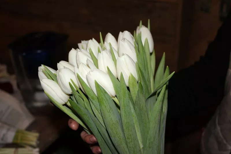 Голландские тюльпаны оптом в Новосибирске к 8 марта от производителя 2