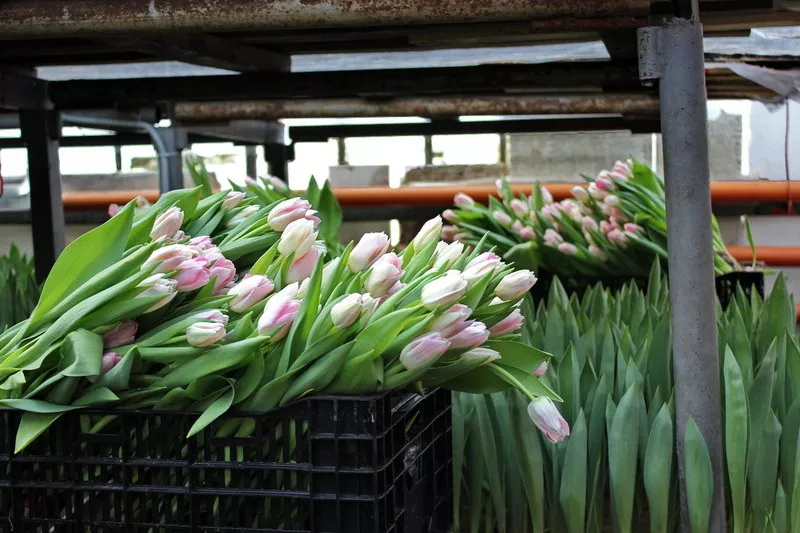 Голландские тюльпаны оптом в Новосибирске к 8 марта от производителя 3
