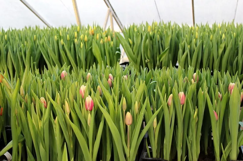 Голландские тюльпаны оптом в Новосибирске к 8 марта от производителя 4