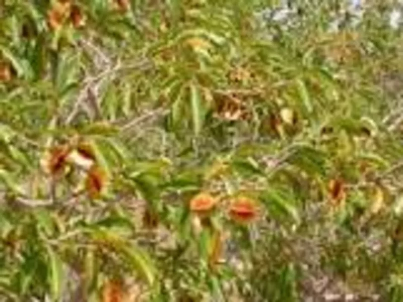 Растительные оздоровительные чаи. Кинкелиба. Западная Африка