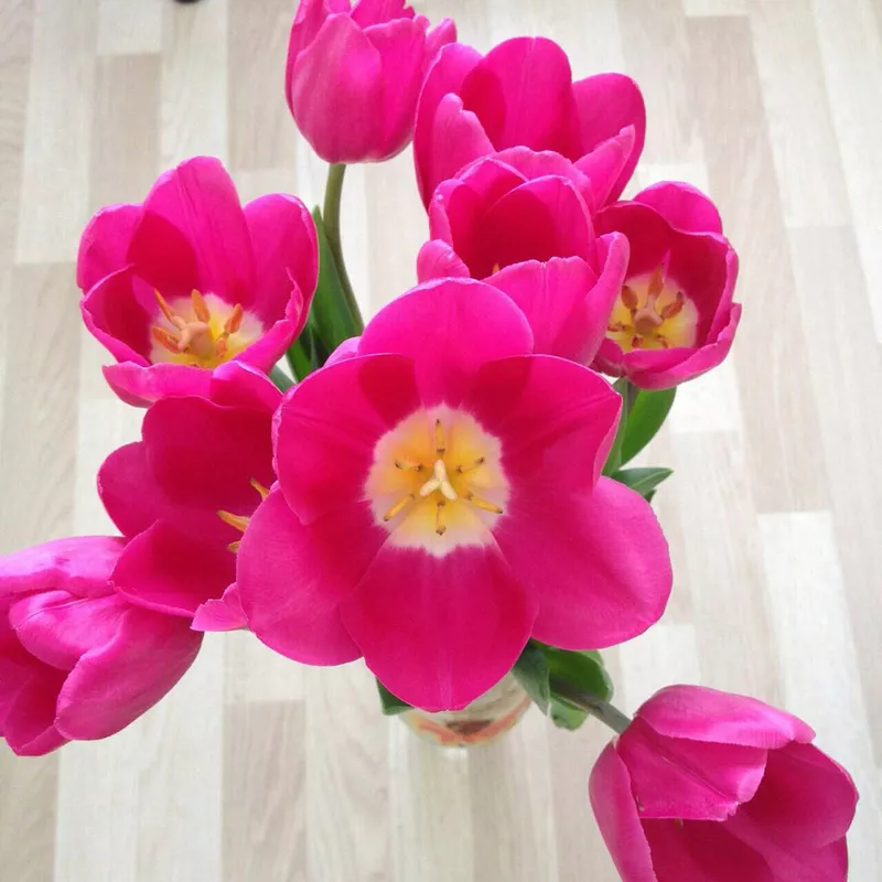 Тюльпаны оптом от 26 р. к 8 марта со склада в центре Новосибирска! 2