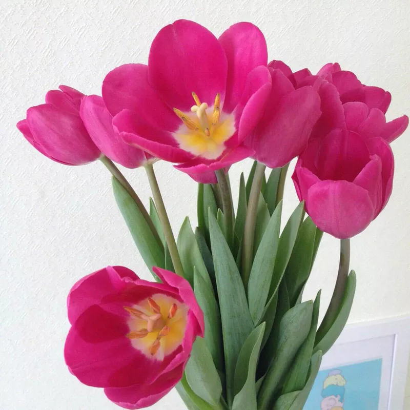 Тюльпаны оптом от 26 р. к 8 марта со склада в центре Новосибирска! 3