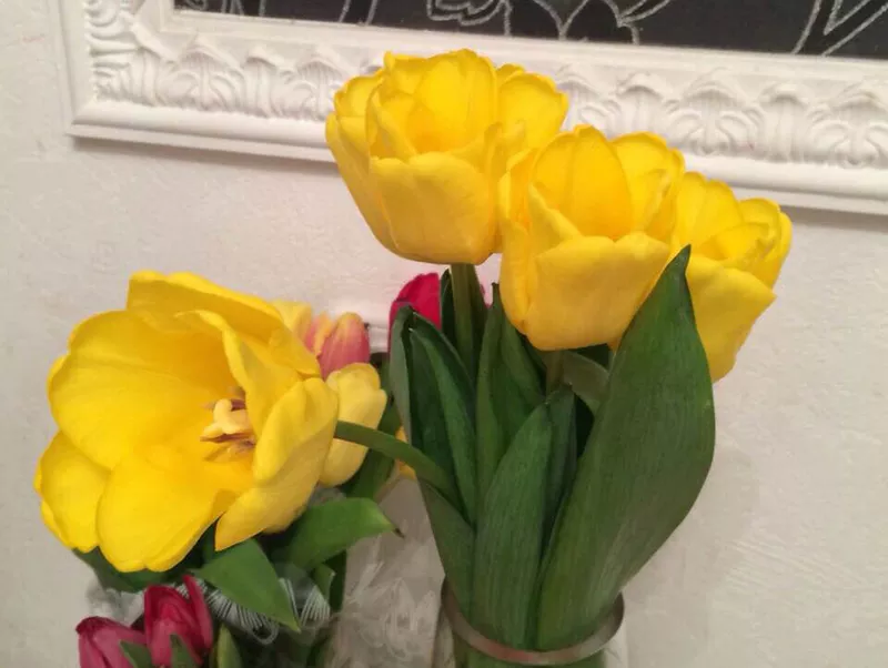 Тюльпаны оптом от 26 р. к 8 марта со склада в центре Новосибирска! 4