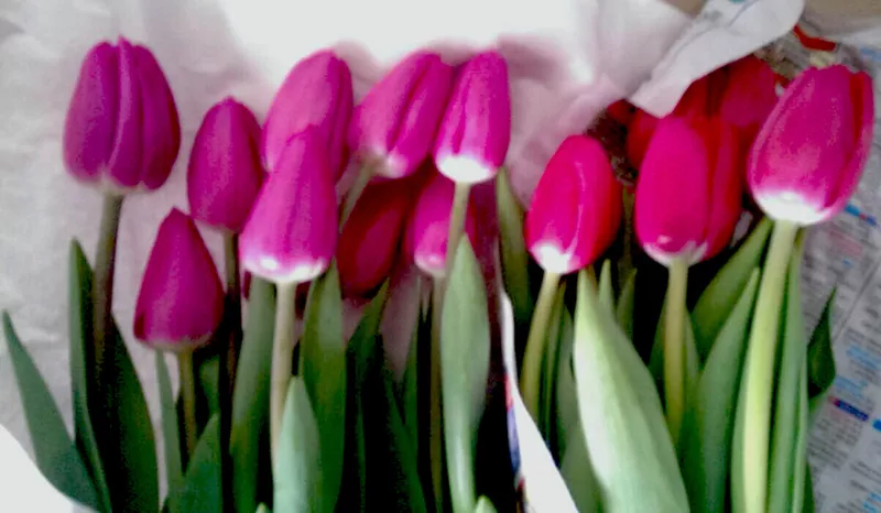 Тюльпаны оптом от 26 р. к 8 марта со склада в центре Новосибирска! 5