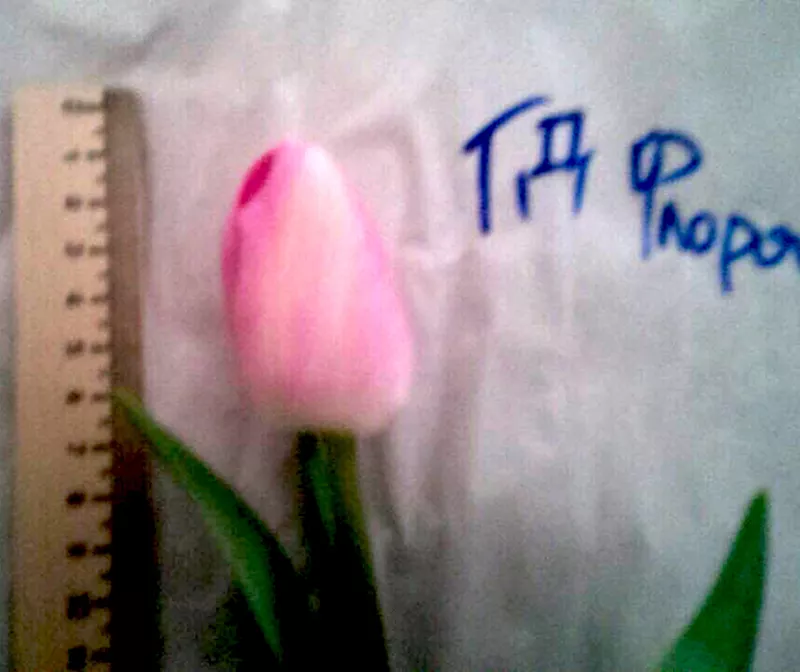 Тюльпаны оптом от 26 р. к 8 марта со склада в центре Новосибирска! 6