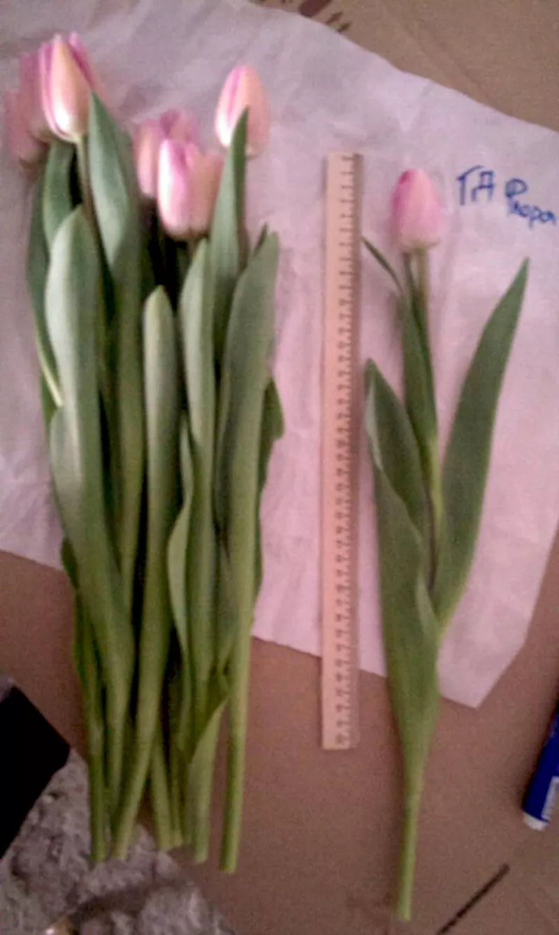 Тюльпаны оптом от 26 р. к 8 марта со склада в центре Новосибирска! 7