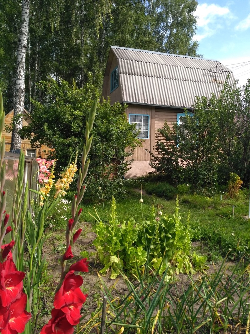 Садовый участок новосибирск. СНТ Мечтатели. Мечтатель СНТ Новосибирск. СНТ лето Кольцово. Садовый участок СНТ.