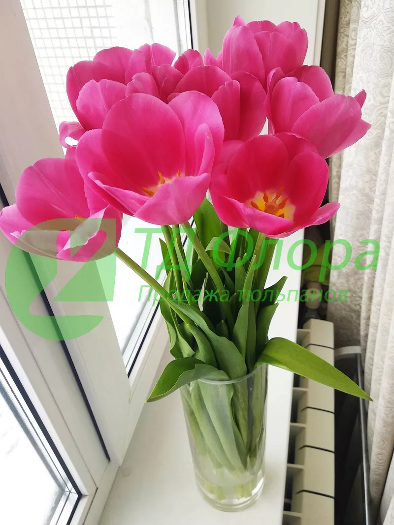 Тюльпаны оптом от 25 р со склада в Новосибирске!