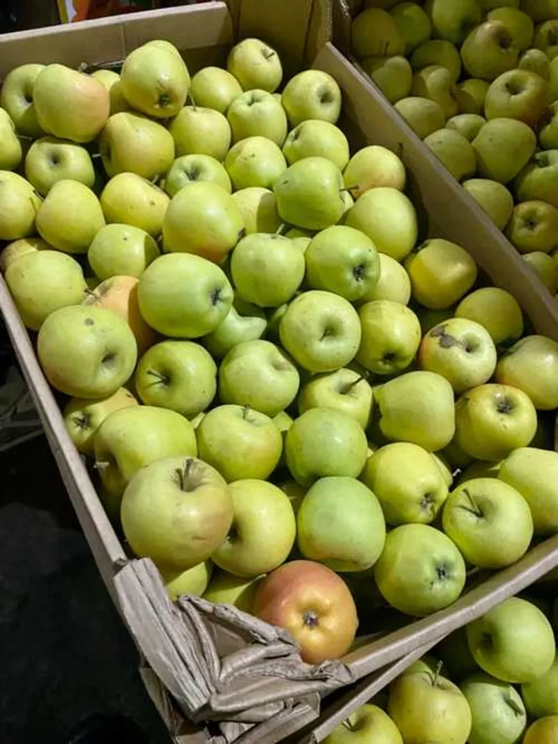 Плодовые почтой. Яблоня в Новосибирске. Яблоня 30 лет. Торговля яблоками картинка. Сорта яблоки по уровню фруктозы.