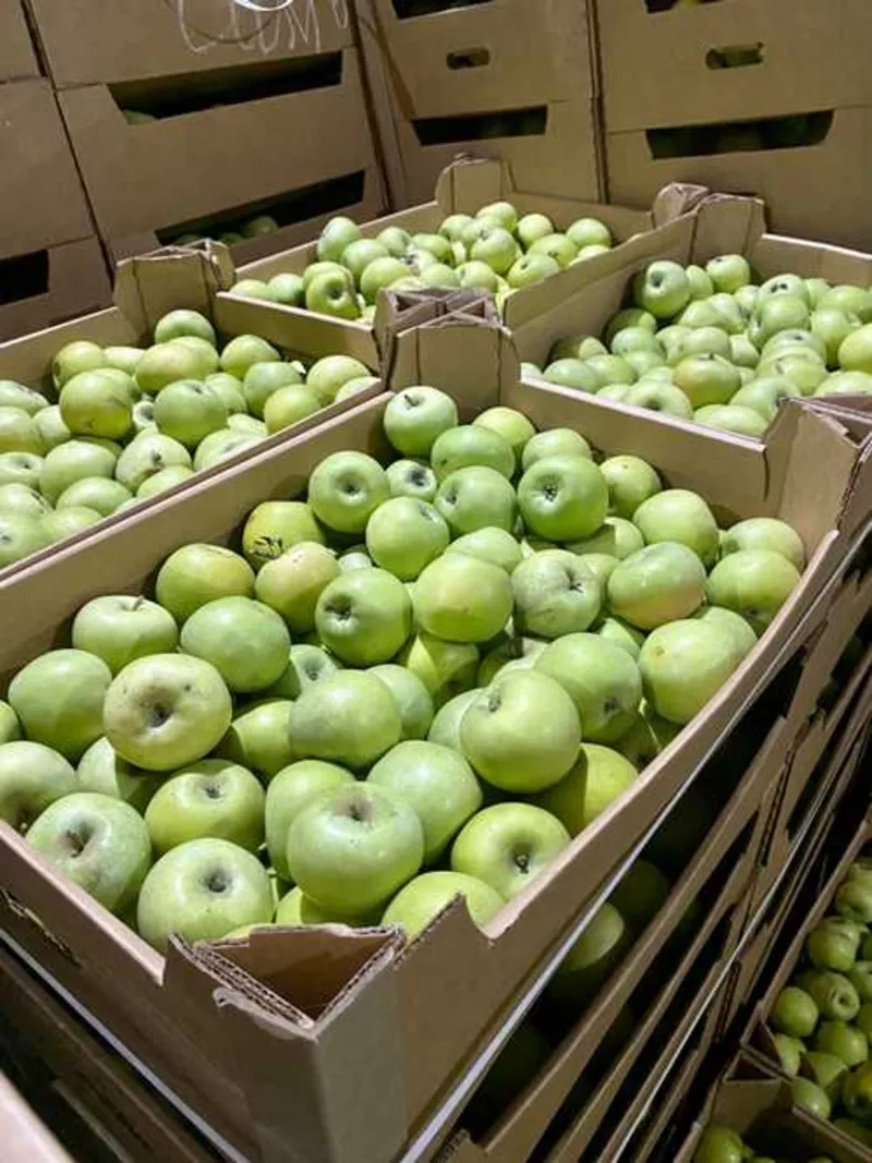 Купить яблоки от производителя. Производство яблок. Сбыт яблок. Яблоки оптом. Яблоня в Новосибирске.